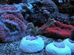 Montipora stellata