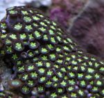Zoanthus