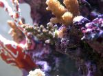 ER 130 Reef Ready akvarij 