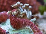 ER110 Trachyphyllia
