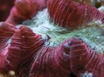 ER110 Trachyphyllia