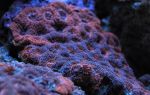 Acanthastrea