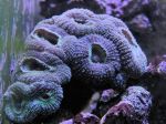 Lobophyllia