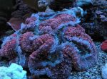 ER130 II Lobophyllia