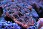 Acanthastrea