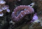 Scolymia australis