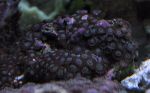 Zoanthus