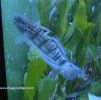 phalaena goby