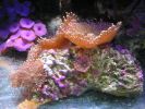 Ricordia sp