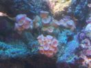 Tubastraea sp