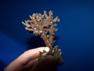 acropora