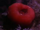 Actinia equina